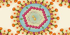 dt_161111_hepatitis_b_virus_800x600