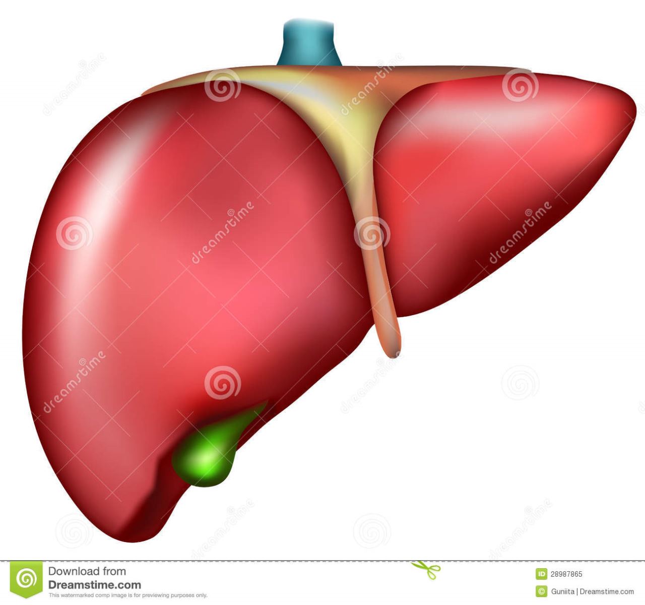liver-28987865
