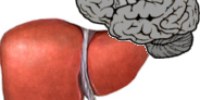 liver-brain