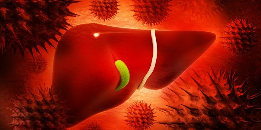 Human liver